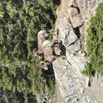 Banff Goat